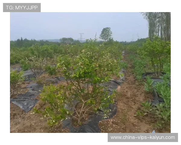 莱奥单兵推进制造混乱